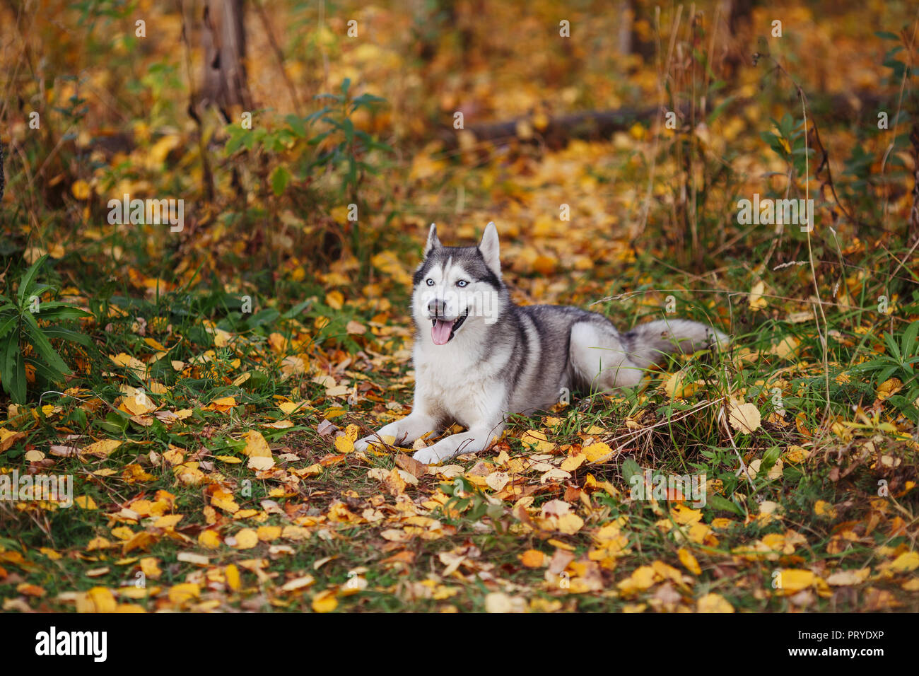 Droll Siberian Husky Yellow Eyes