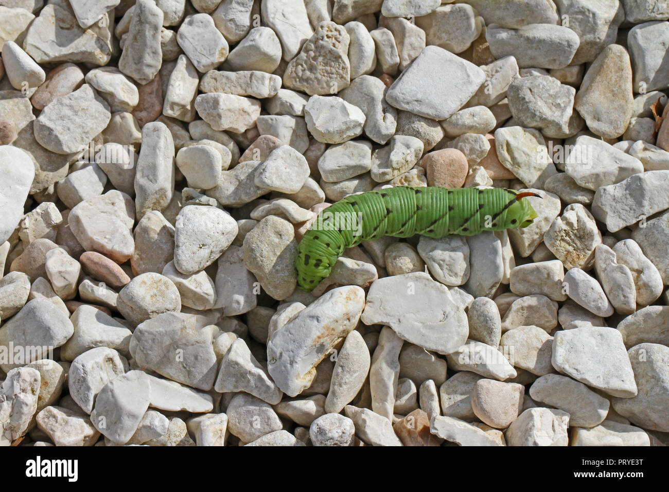 Tomato hornworm Latin manduca quinquemaculata in Italy similar to a tobacco hornworm Latin manduca sexta but that species isn't native to Italy Stock Photo