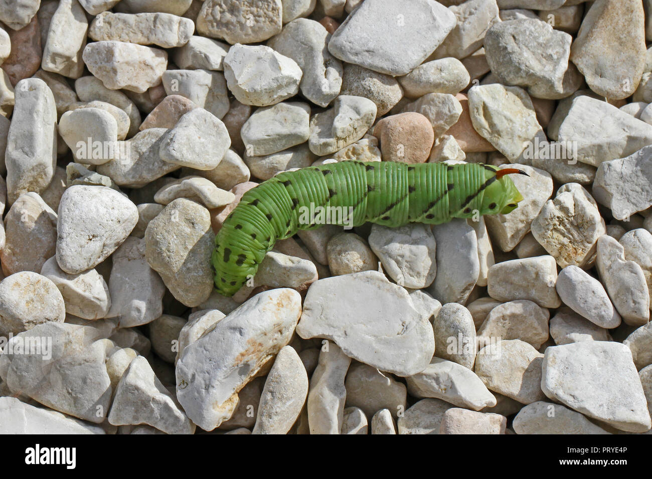 Tomato hornworm Latin manduca quinquemaculata in Italy similar to a tobacco hornworm Latin manduca sexta but that species isn't native to Italy Stock Photo