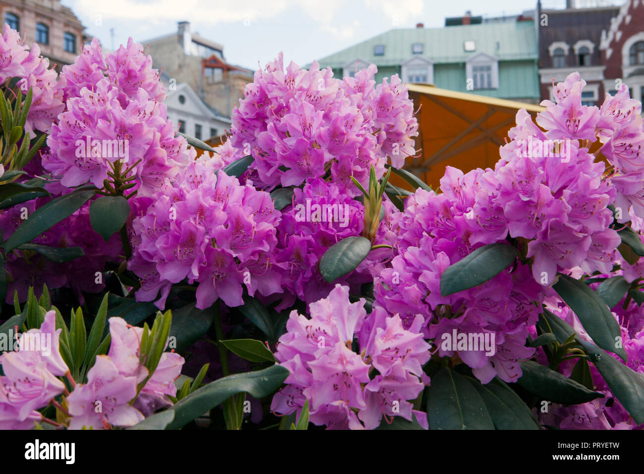 Blooming purple rhododendron in Riga, Latvia Stock Photo