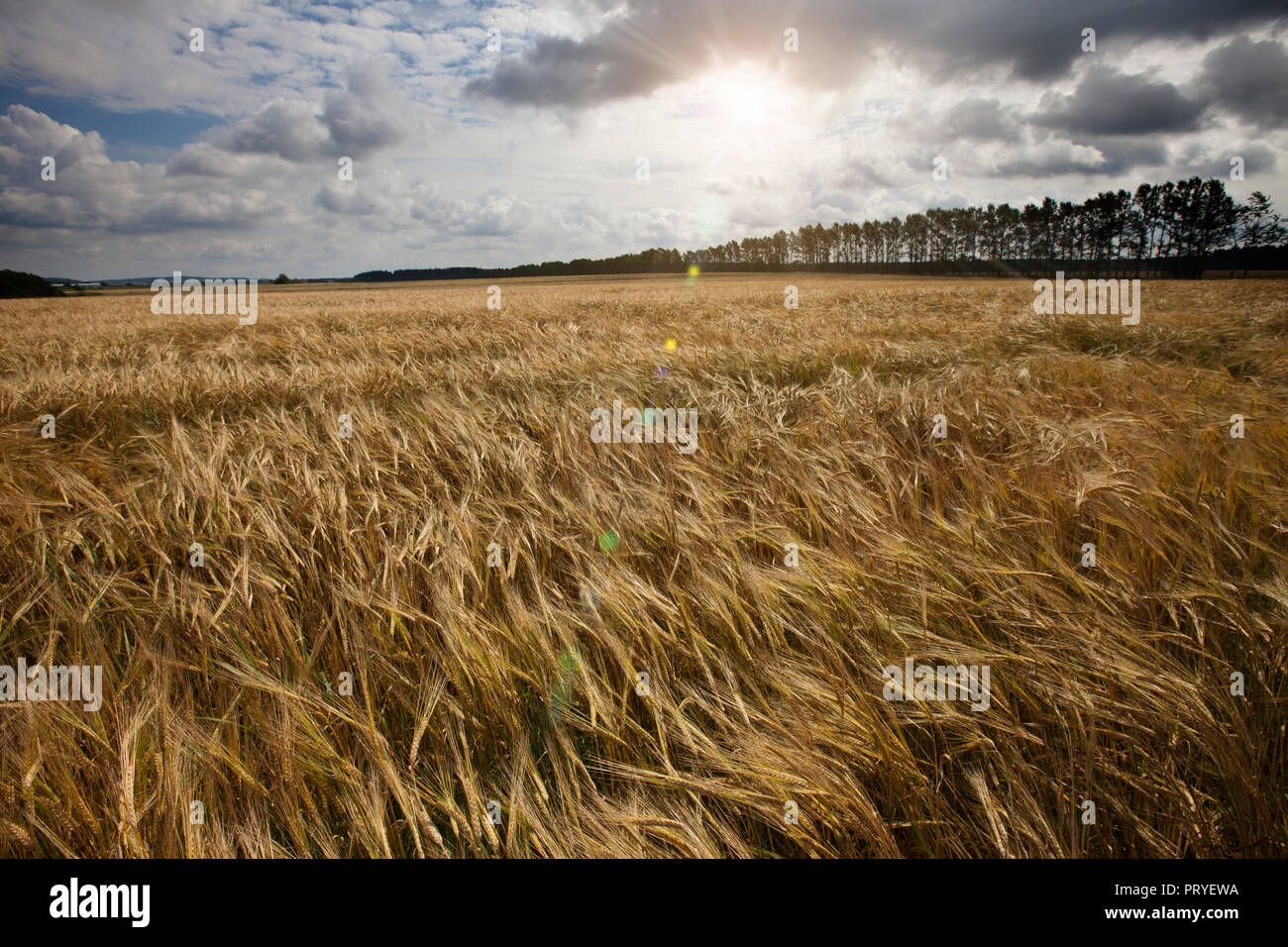 The field with wheat ears under the blue sky with clouds Stock Photo ...