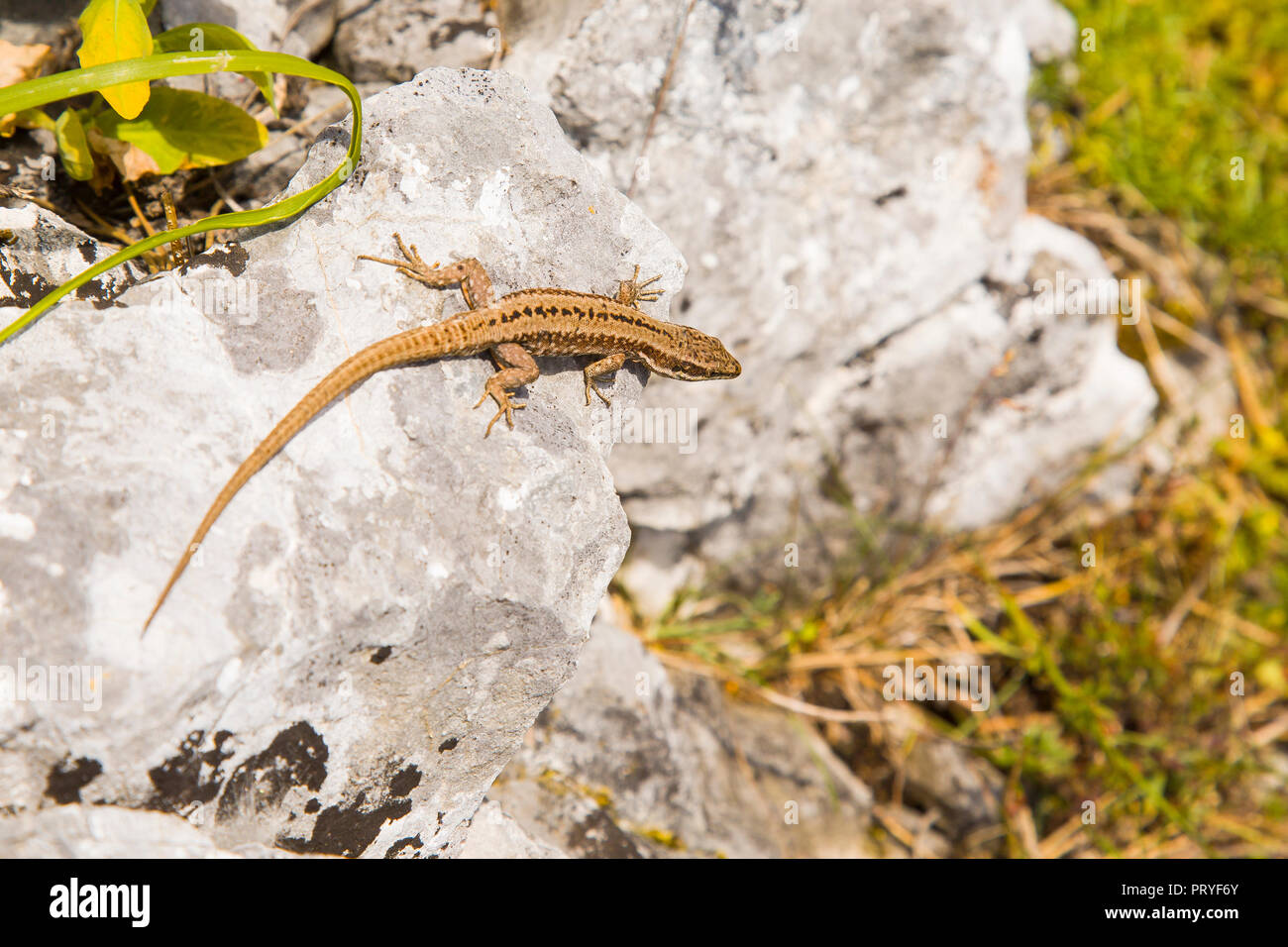 Lizard in the mountains Stock Photo