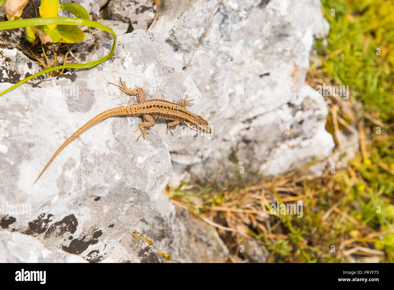 Lizard in the mountains Stock Photo