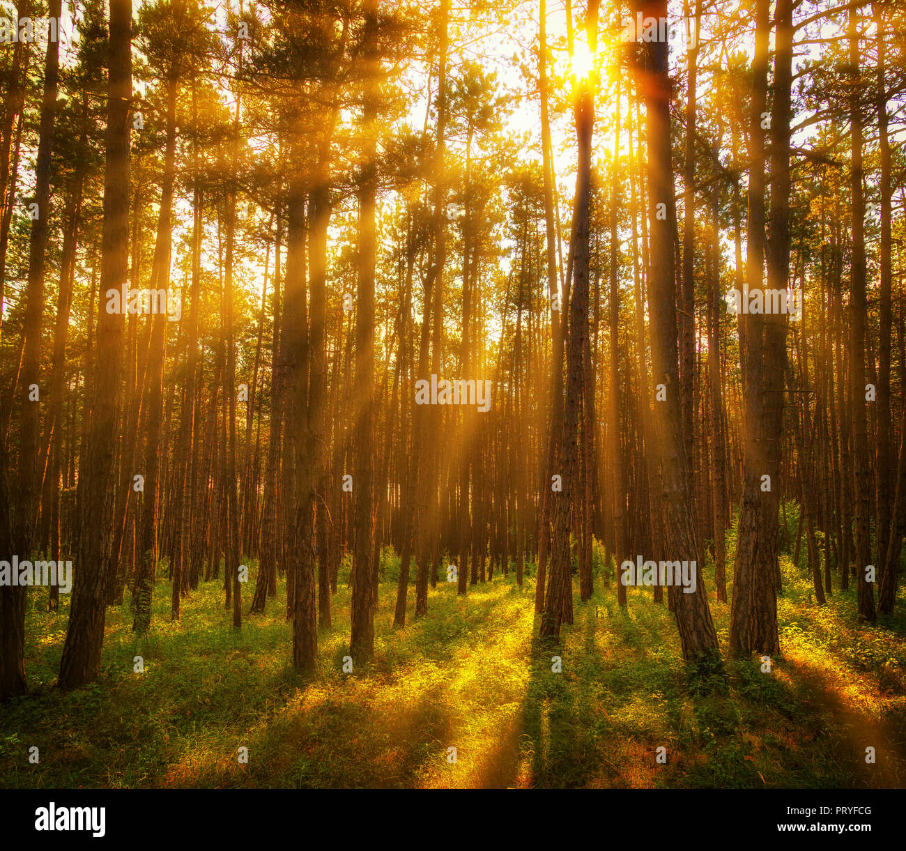 Sunrise in the woods Stock Photo - Alamy