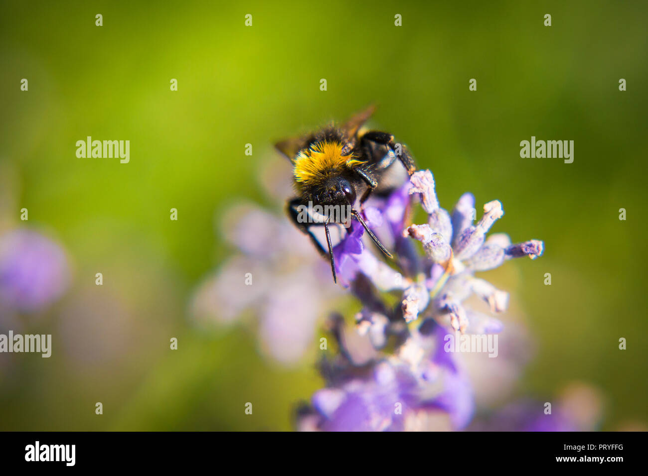 Biene, Hummel auf Blüte Stock Photo