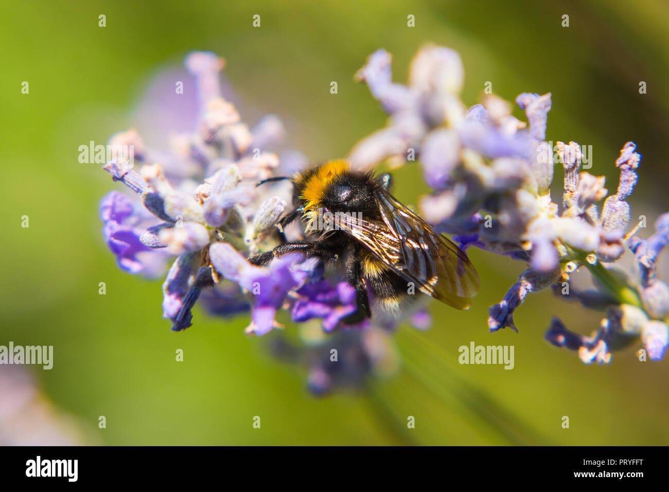 Biene, Hummel auf Blüte Stock Photo