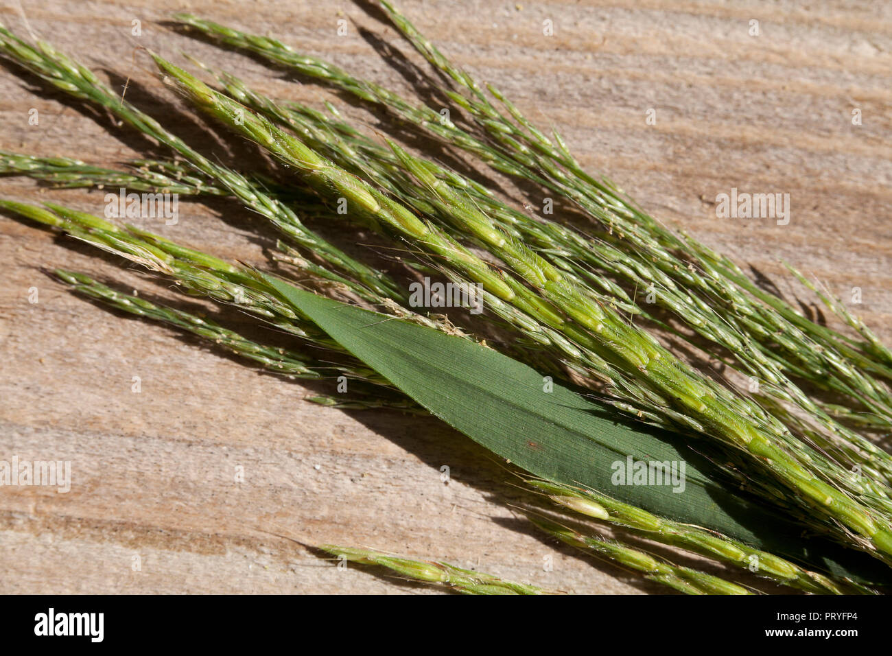 Various grass seed pods - USA Stock Photo