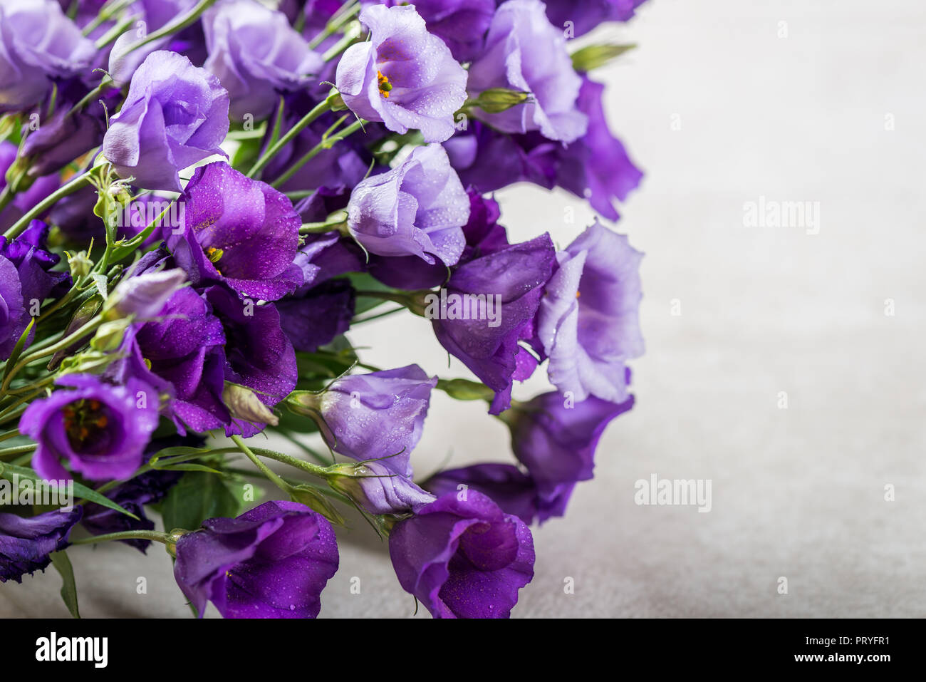 Beautiful Bouquet of Purple Eustoma flowers, Lisianthus, light background Stock Photo