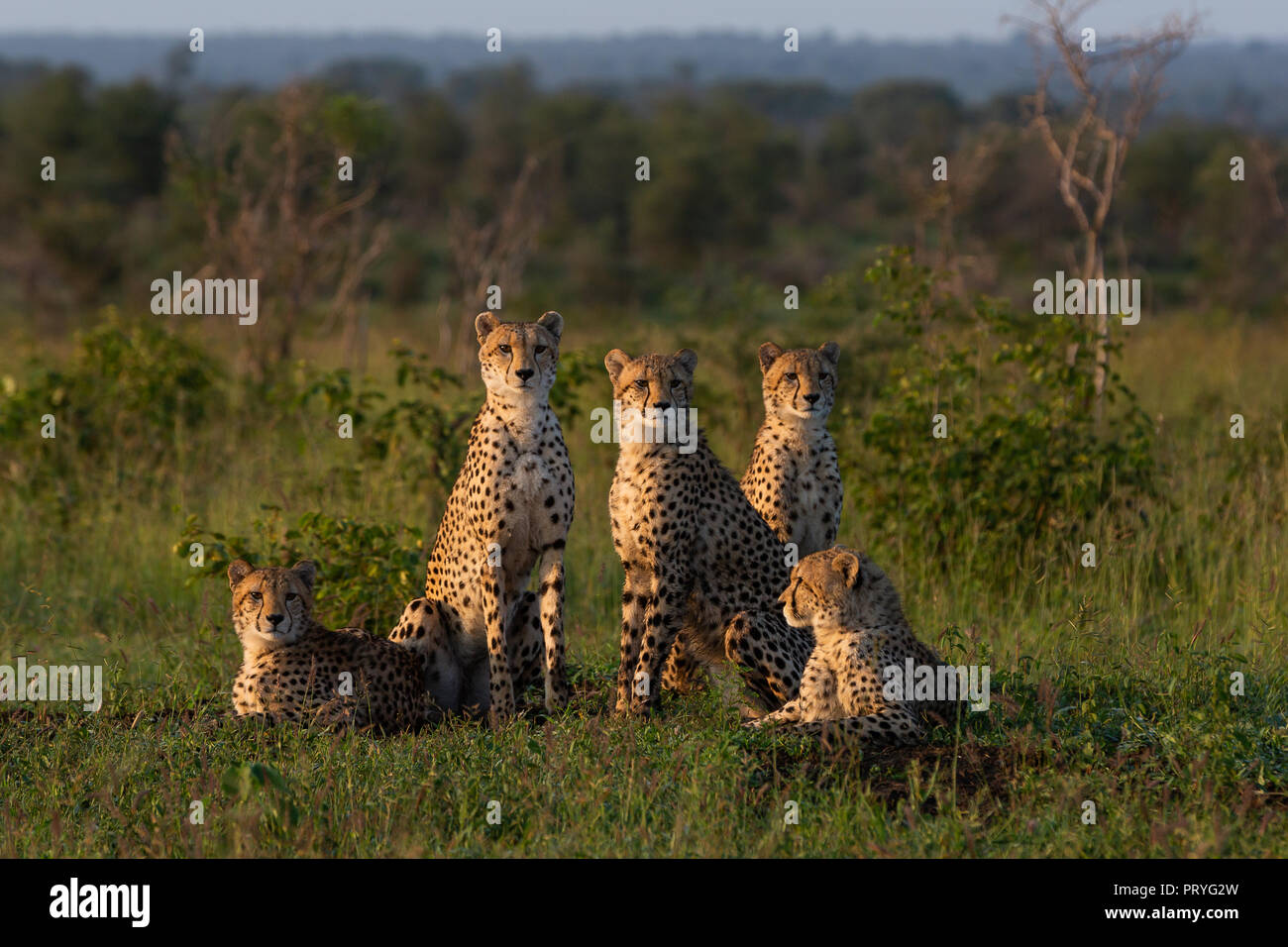 Family of cheetah sitting together in the open savannah of the Greater Kruger National Park Stock Photo