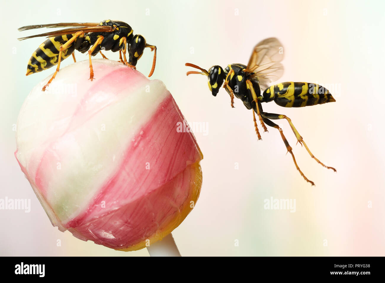 European Paper Wasps (Polistes dominula) on a lollipop, Germany Stock Photo