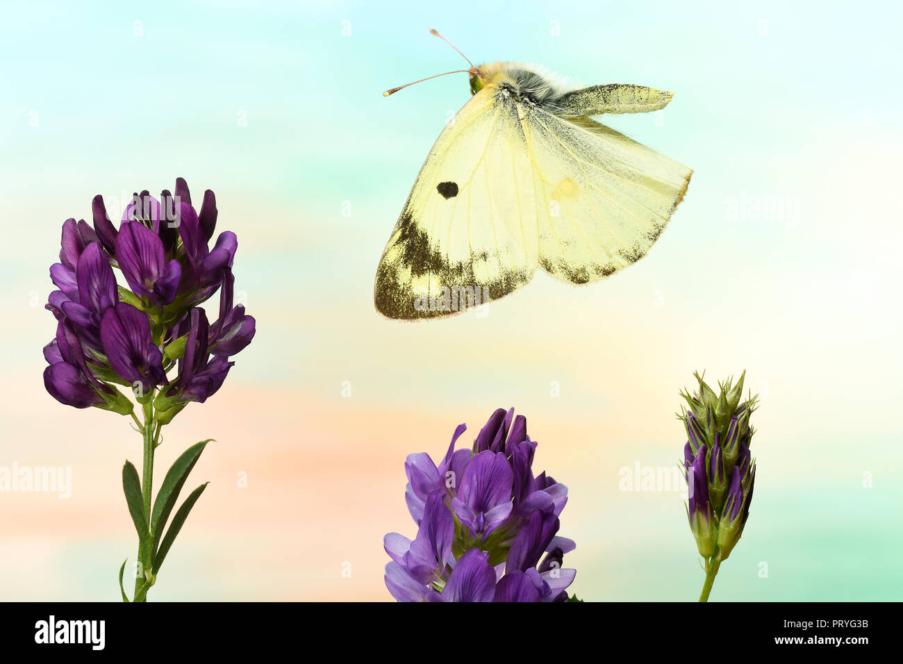 Pale Clouded Yellow (Colias hyale) in flight, to Alfalfa (Medicago sativa), Germany Stock Photo