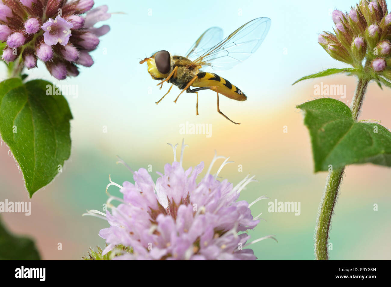 Syrphus vitripennis (Syrphus vitripennis), in flight on the bloom of a Water mint (Mentha aquatica), Germany Stock Photo