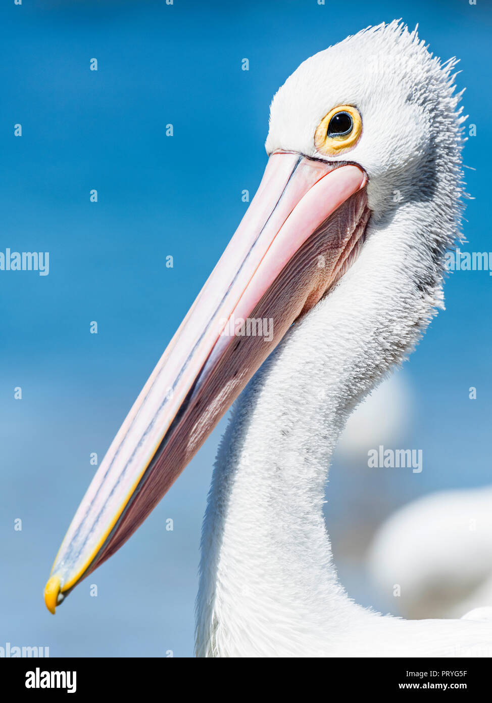 Australian pelican (Pelecanus conspicillatus), animal portrait, South Australia, Australia Stock Photo