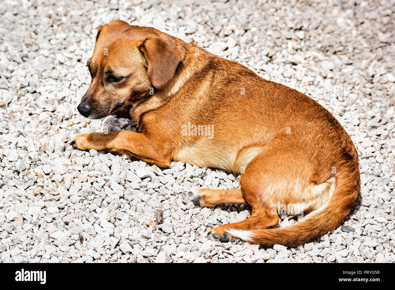 Liegender Hund Stock Photo