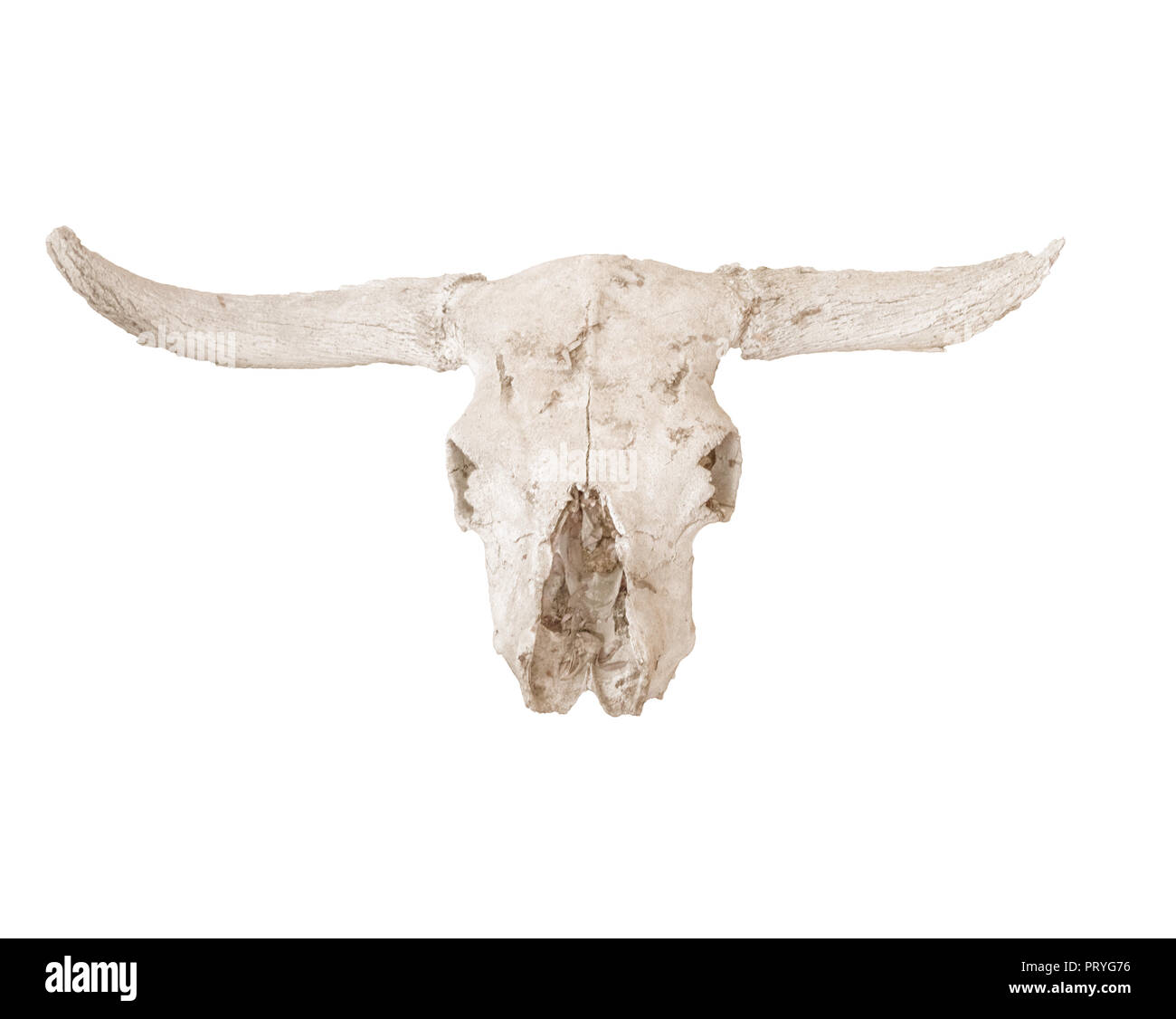 sun bleached cow skull closeup isolated on a white background Stock Photo