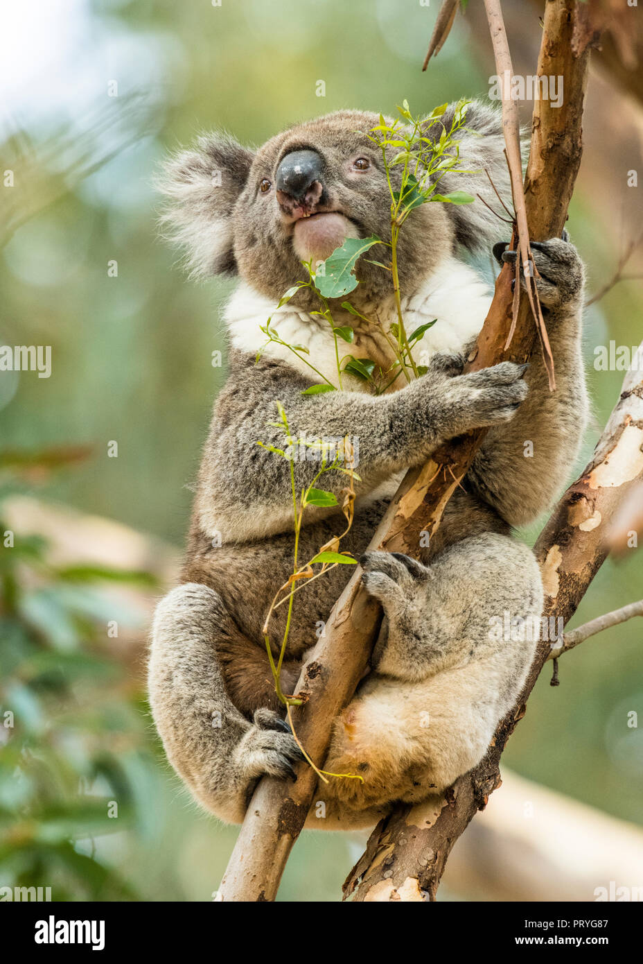 South australian koala hi-res stock photography and images - Alamy