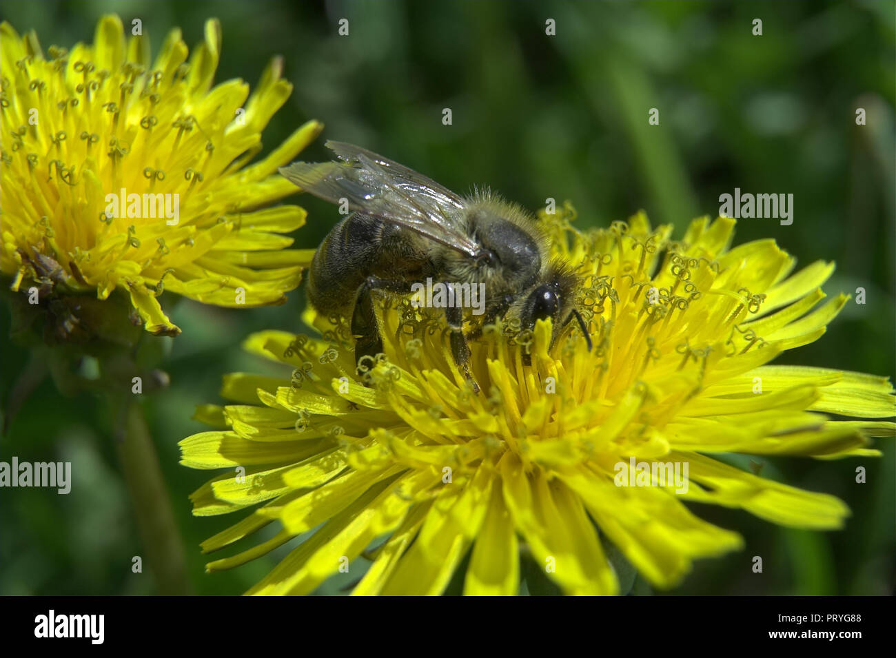 A worker bee collects nectar from a dandelion. Before honey arises. Pszczoła robotnica zbiera nektar z mniszka. Zanim powstanie miód. Apis mellifera. Stock Photo