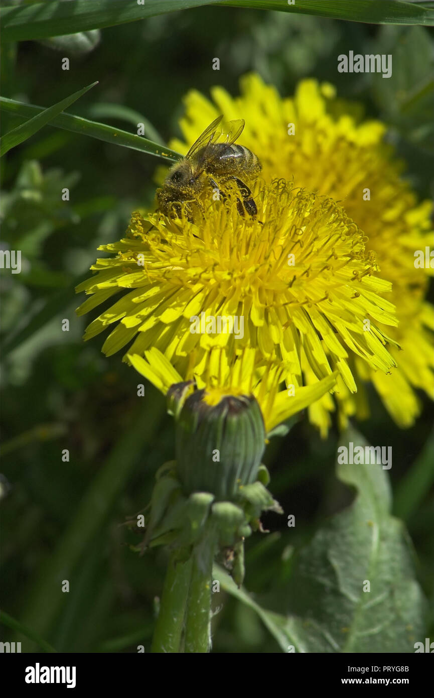 A worker bee collects nectar from a dandelion. Before honey arises. Pszczoła robotnica zbiera nektar z mniszka. Zanim powstanie miód. Apis mellifera. Stock Photo