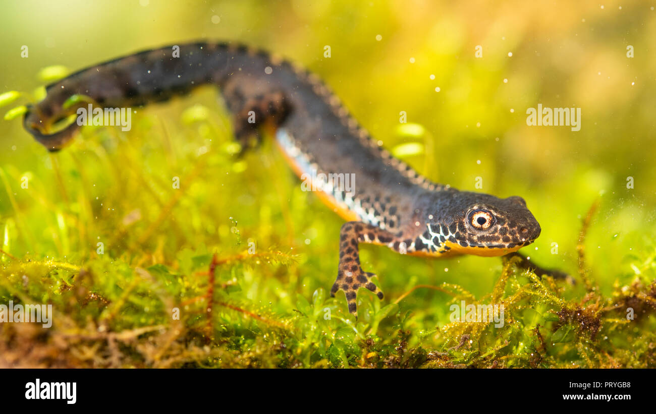 Alpine newt (Ichthyosaura alpestris), under water, Berchtesgadener Land ...