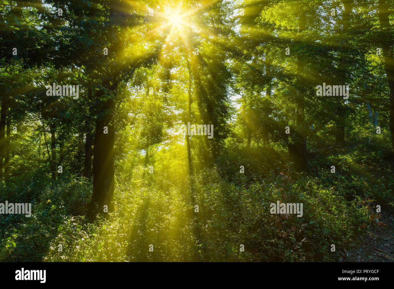 Sonnenstrahl im Wald Stock Photo