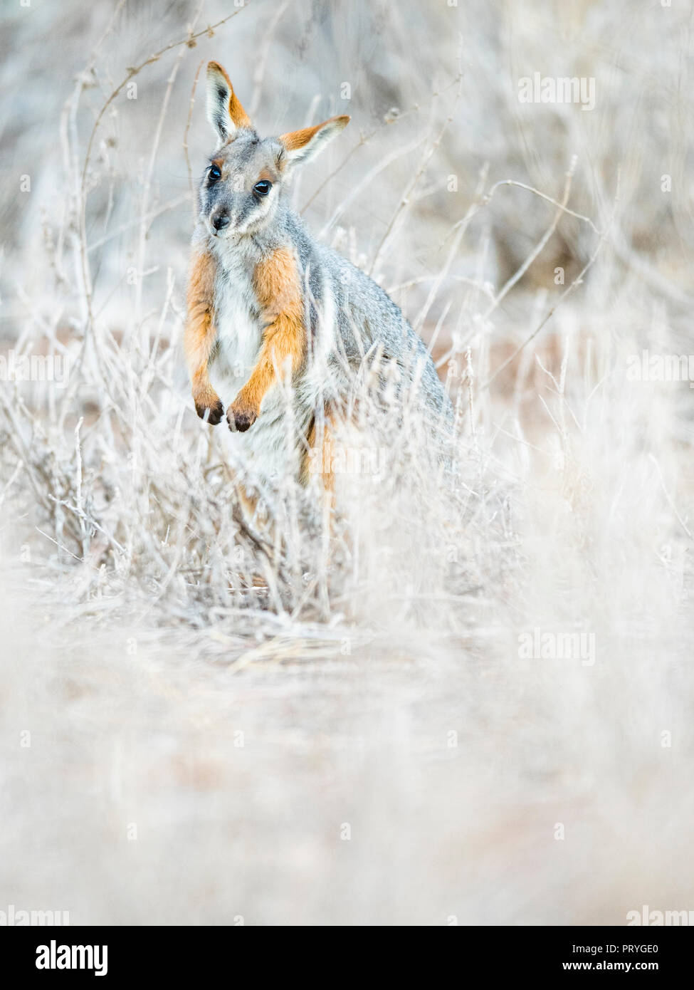 Yellow-footed rock-wallaby (Petrogale xanthopus), sits in dry bushes, South Australia, Australia Stock Photo