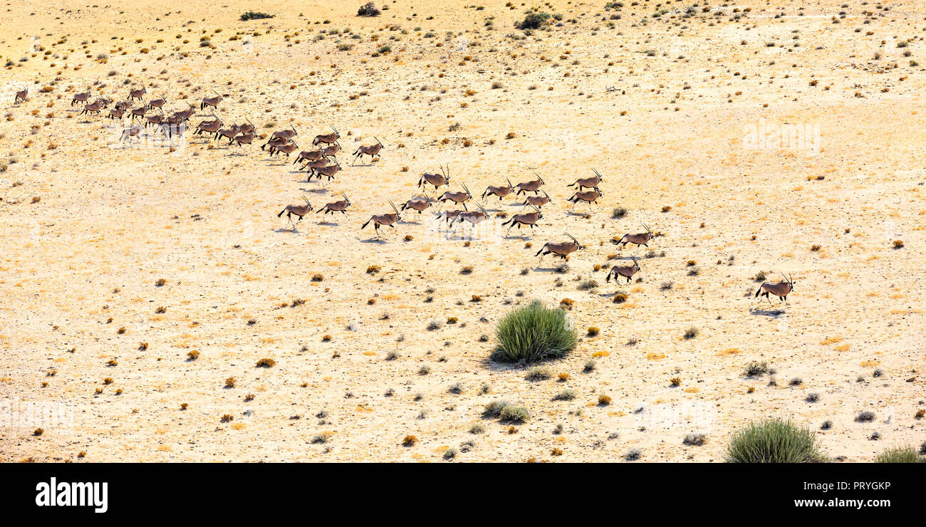 Aerial view zebras namib desert hi-res stock photography and images - Alamy