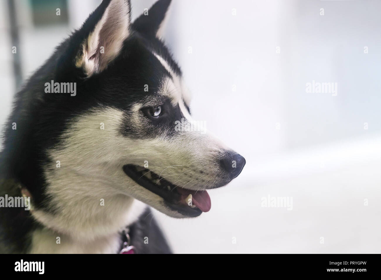 Beautiful Black And White Husky With Blue Eyes Looking Right Stock Photo