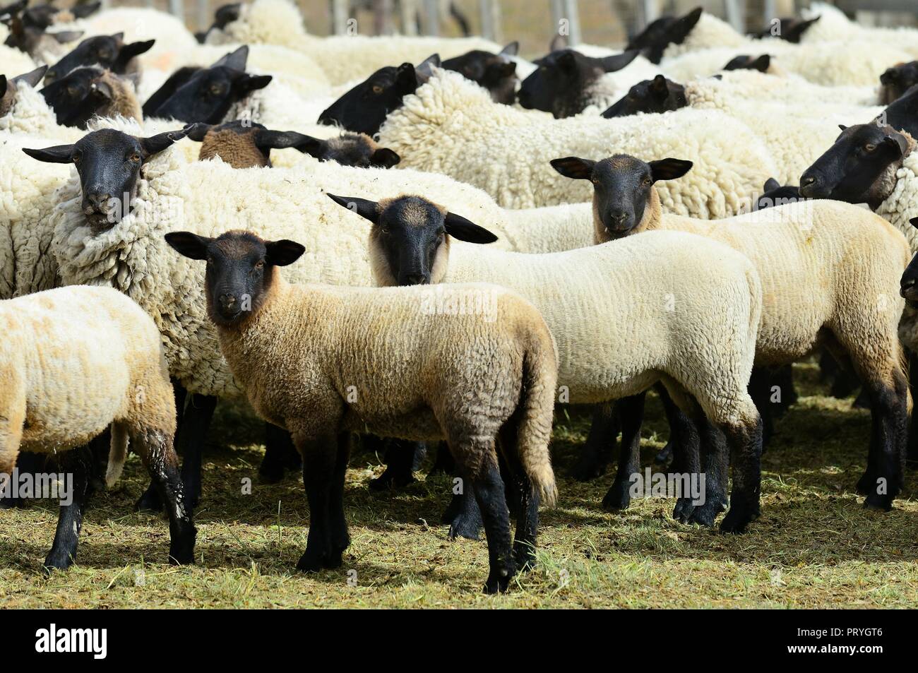 Blackhead sheep, flock of sheep in the pen, Tierra del Fuego province, Tierra del Fuego, Chile Stock Photo
