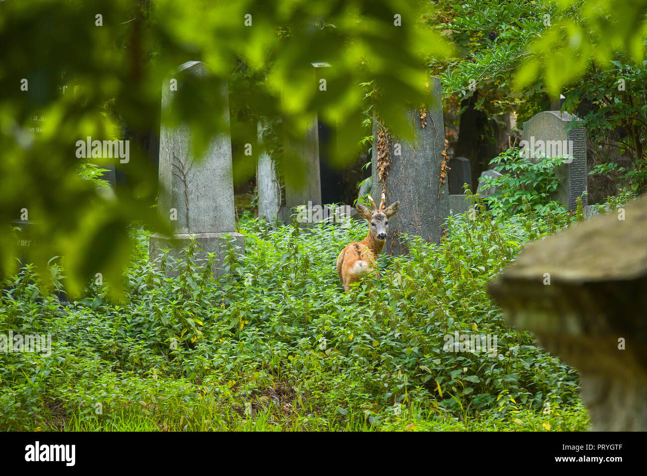 Red deer at graveyard Stock Photo