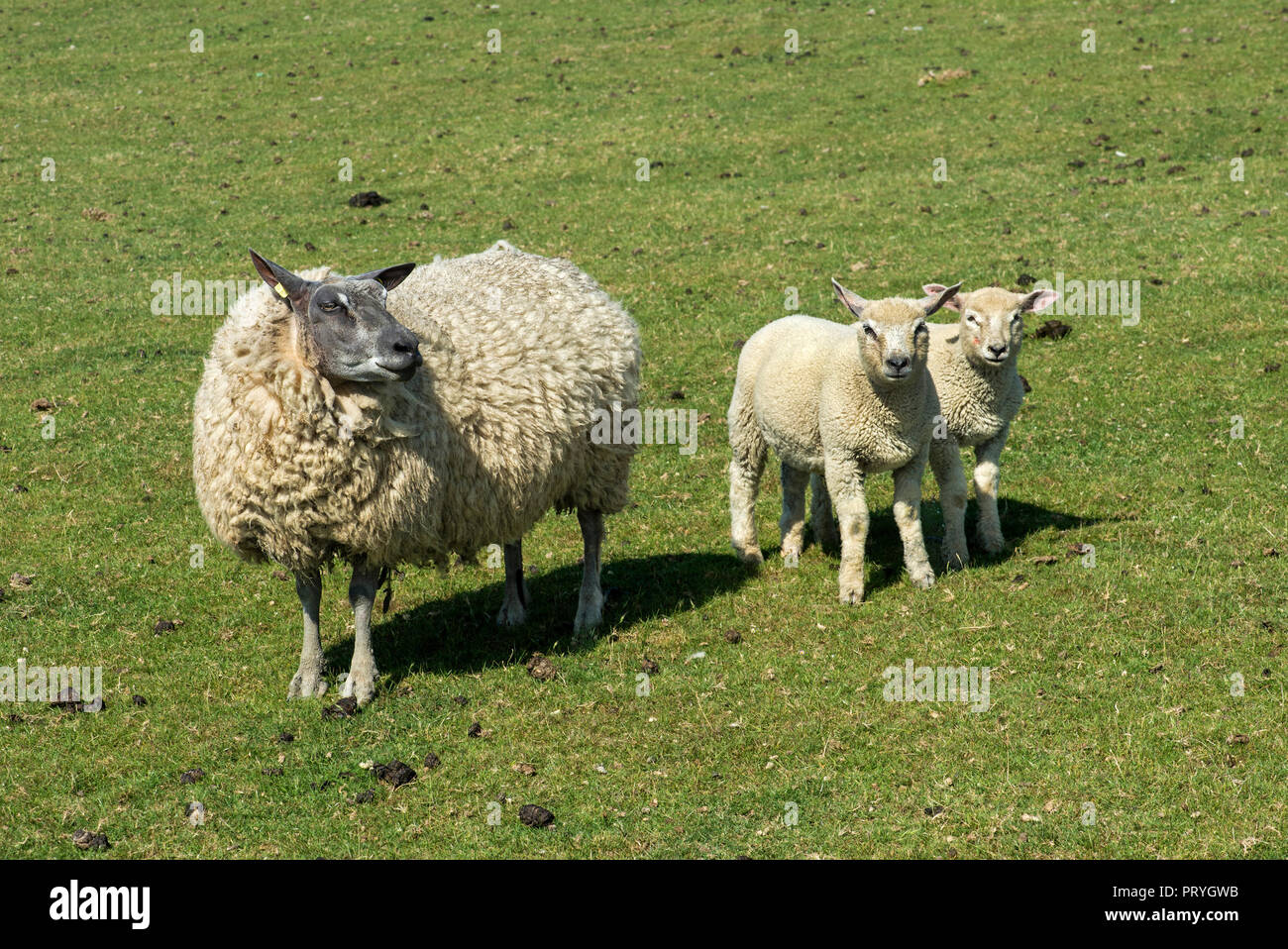 Texel sheep, mother with lambs, twins, marshland on the North Sea coast, Schleswig-Holstein, Germany Stock Photo