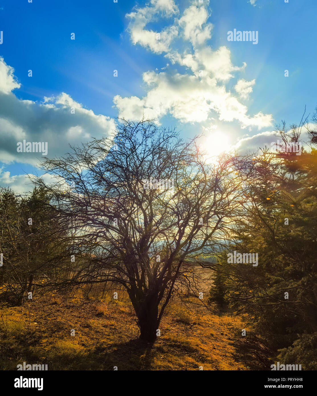 Baum tree hi-res stock photography and images - Alamy