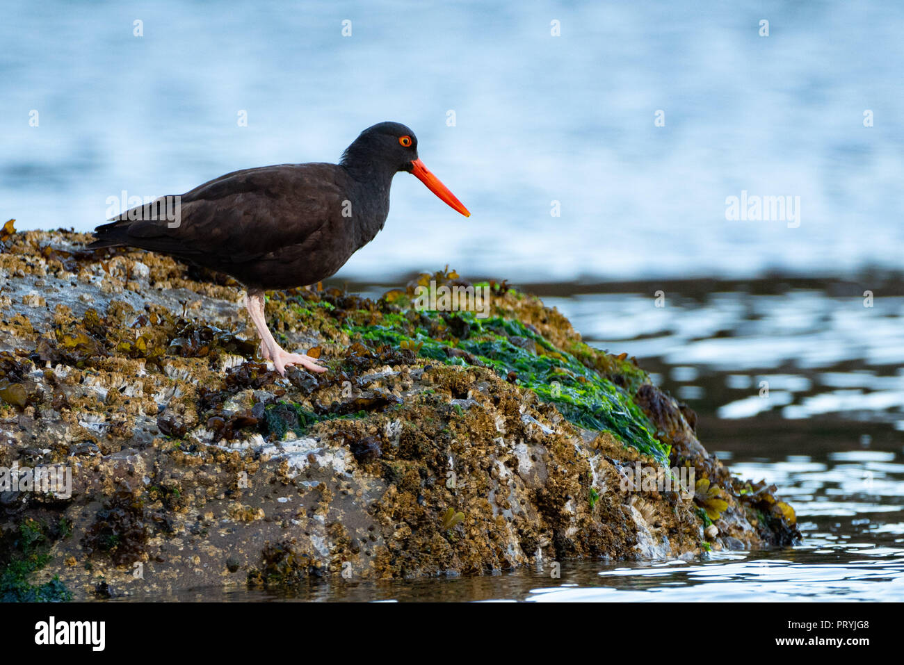 African black oystercatcher bird (Haematopus moquini) sitting by the ocean water on the mossy rock filled with seaweed and shells. Stock Photo