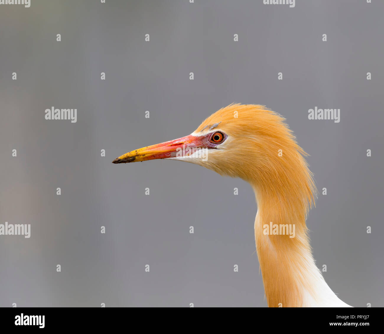 Portrait of a Cattle Egret Stock Photo