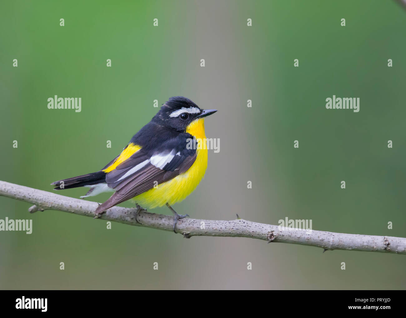 A Male Yellow-rumped Flycatcher Stock Photo