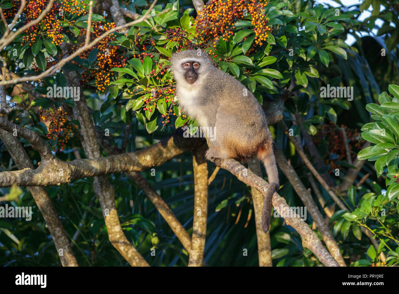 Samango Monkey  Cercopithecus albogularis St. Lucia, South Africa 27 August 2018       Adult Female       	Cercopithecidae   Also know as Sykes' Monke Stock Photo