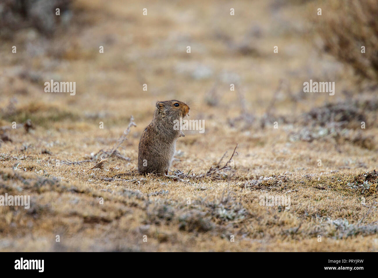 Sloggett's Ice Rat  Myotomys sloggetti Sani Pass, Lesotho 31 August 2018     Adult      Muridae Also known as Sloggett's Vlei Rat Stock Photo