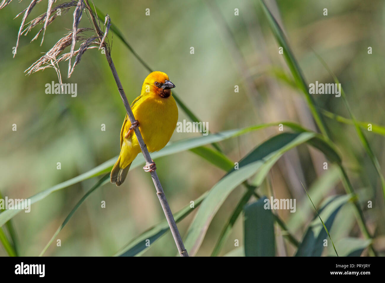 Southern Brown-throated Weaver  Ploceus xanthopterus St. Lucia, South Africa 27 August 2018    Adult Male      Ploceidae Stock Photo