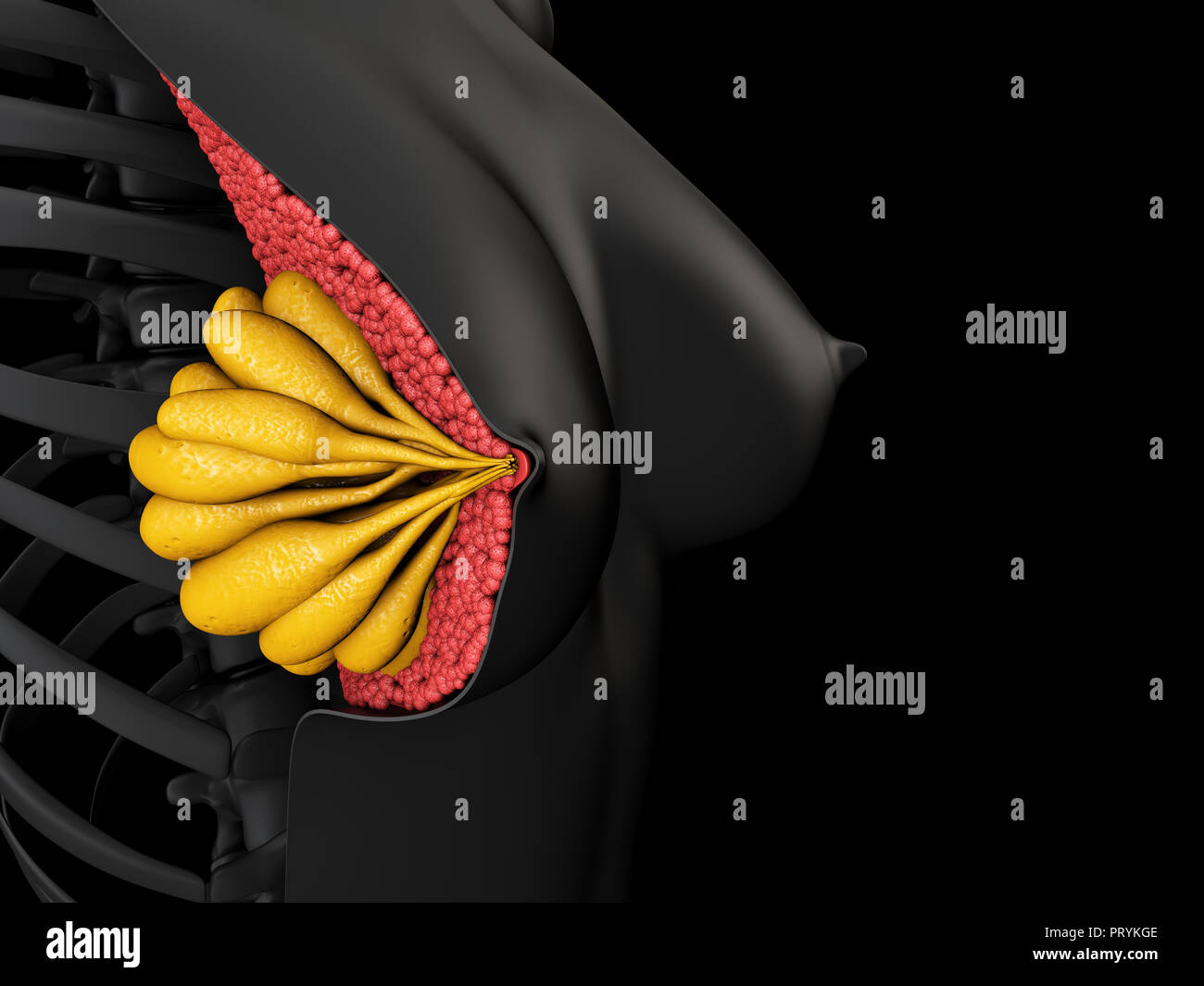 3d Illustration showing the female breast anatomy Stock Photo - Alamy
