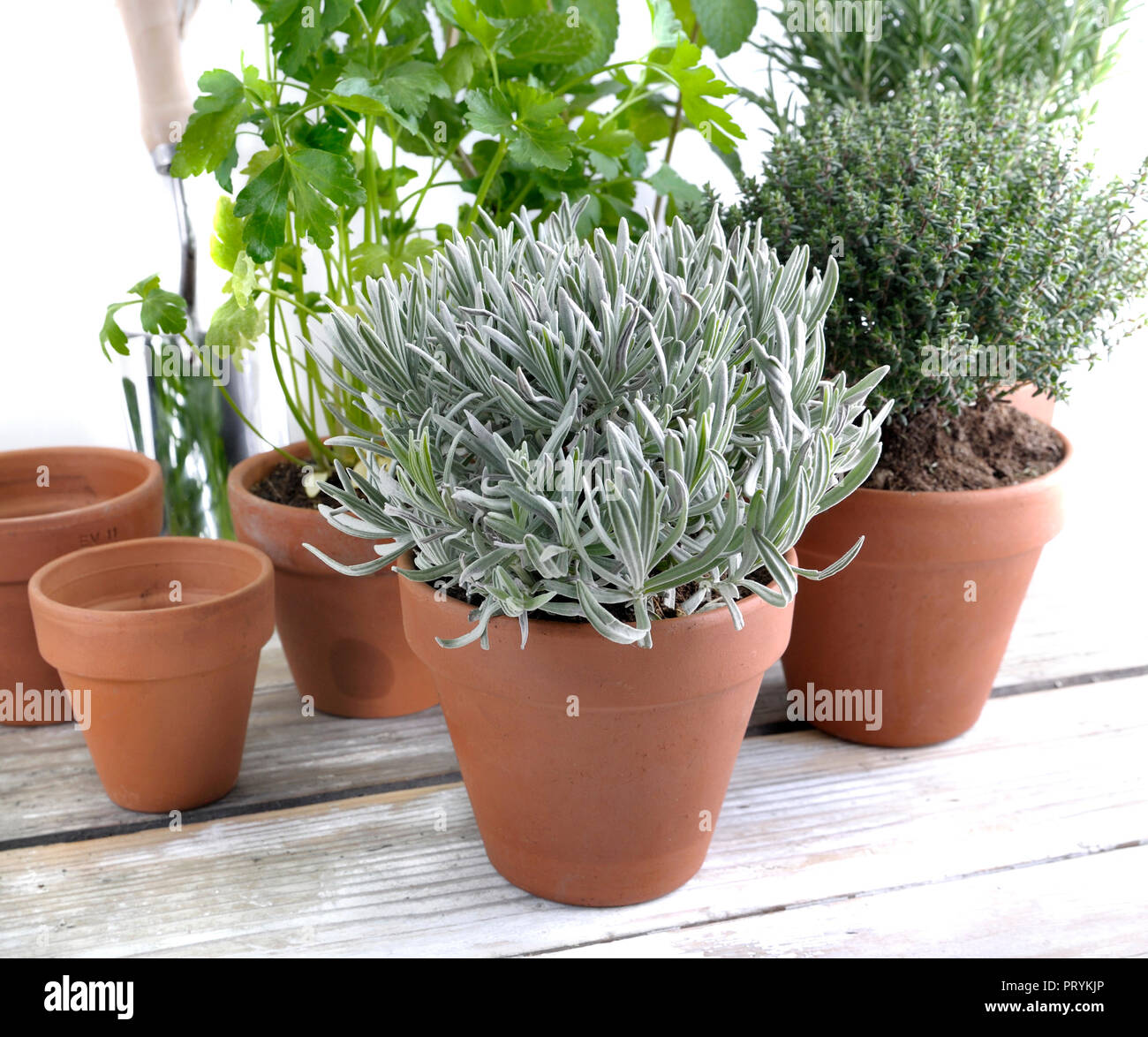 potted aromatic plant put on a table Stock Photo