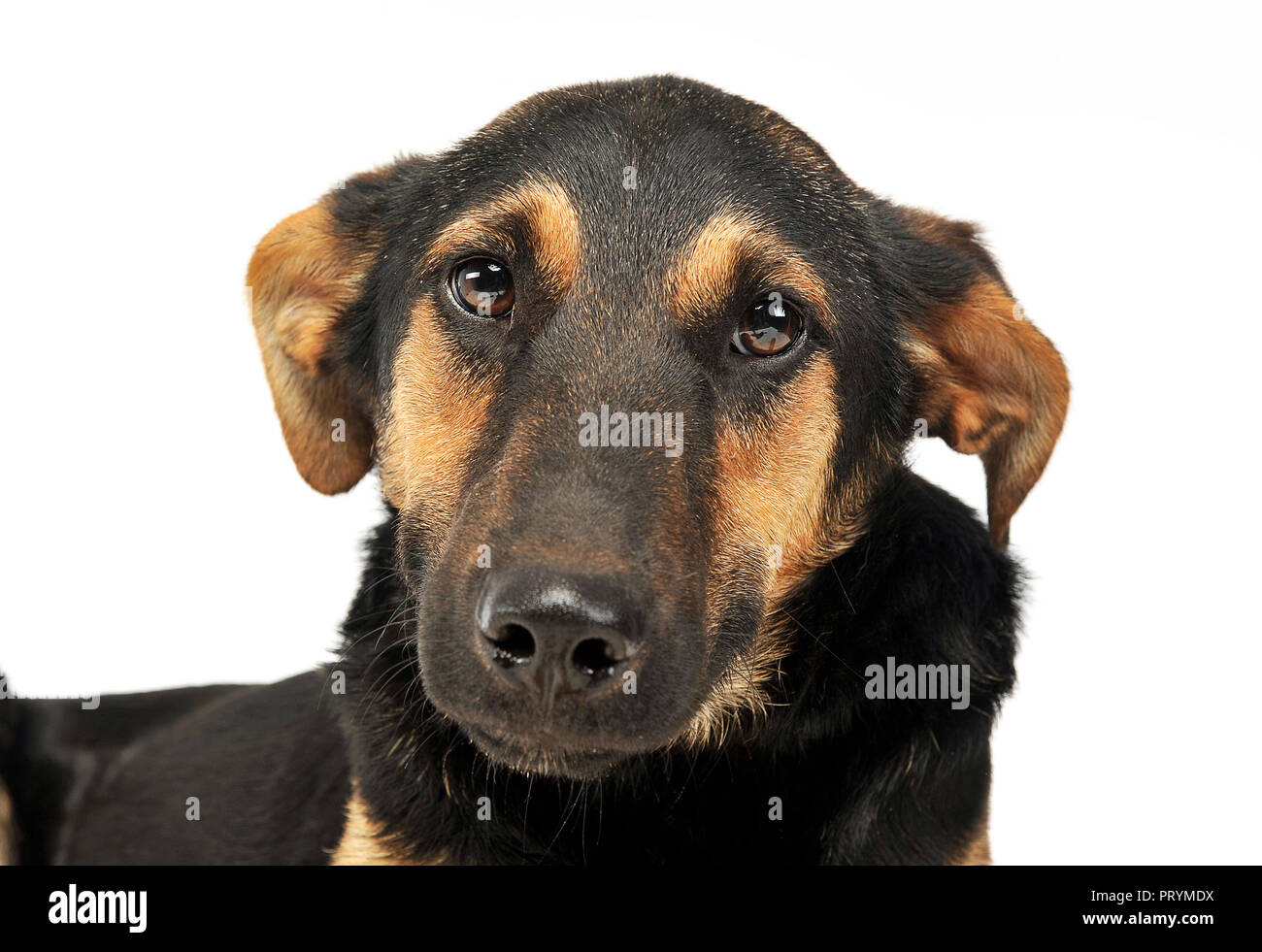 very cute mixed breed dog portrait in a white photo studio Stock Photo