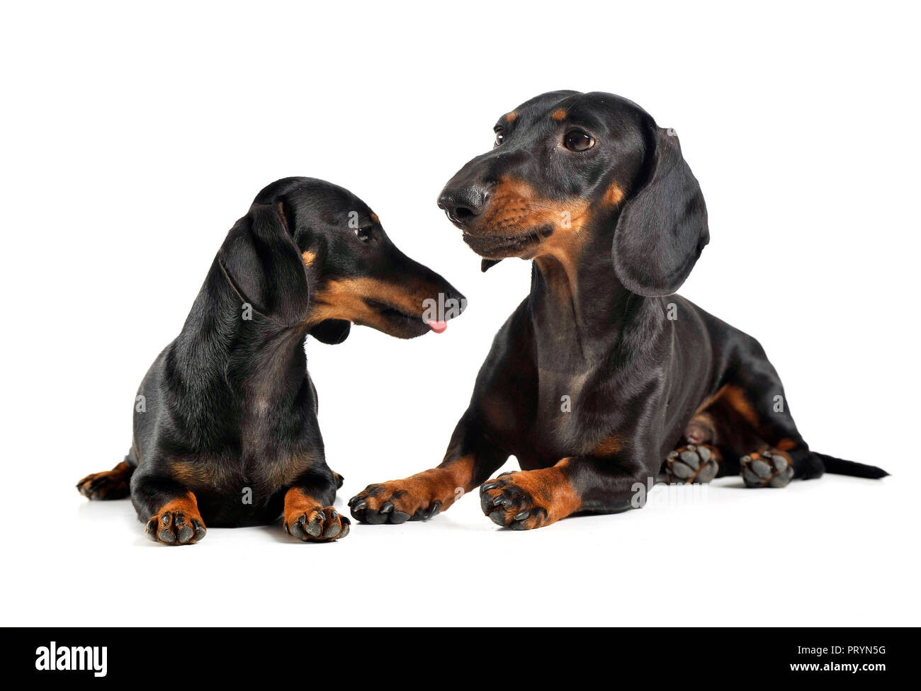 Two Short Hair Dachshund Lying In A White Studio Stock Photo
