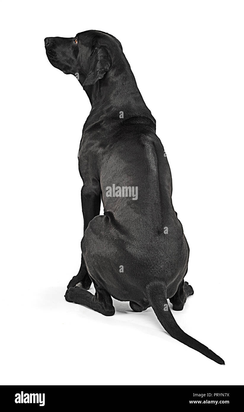 Mixed breed black dog showing his ridgeback in white studio Stock Photo