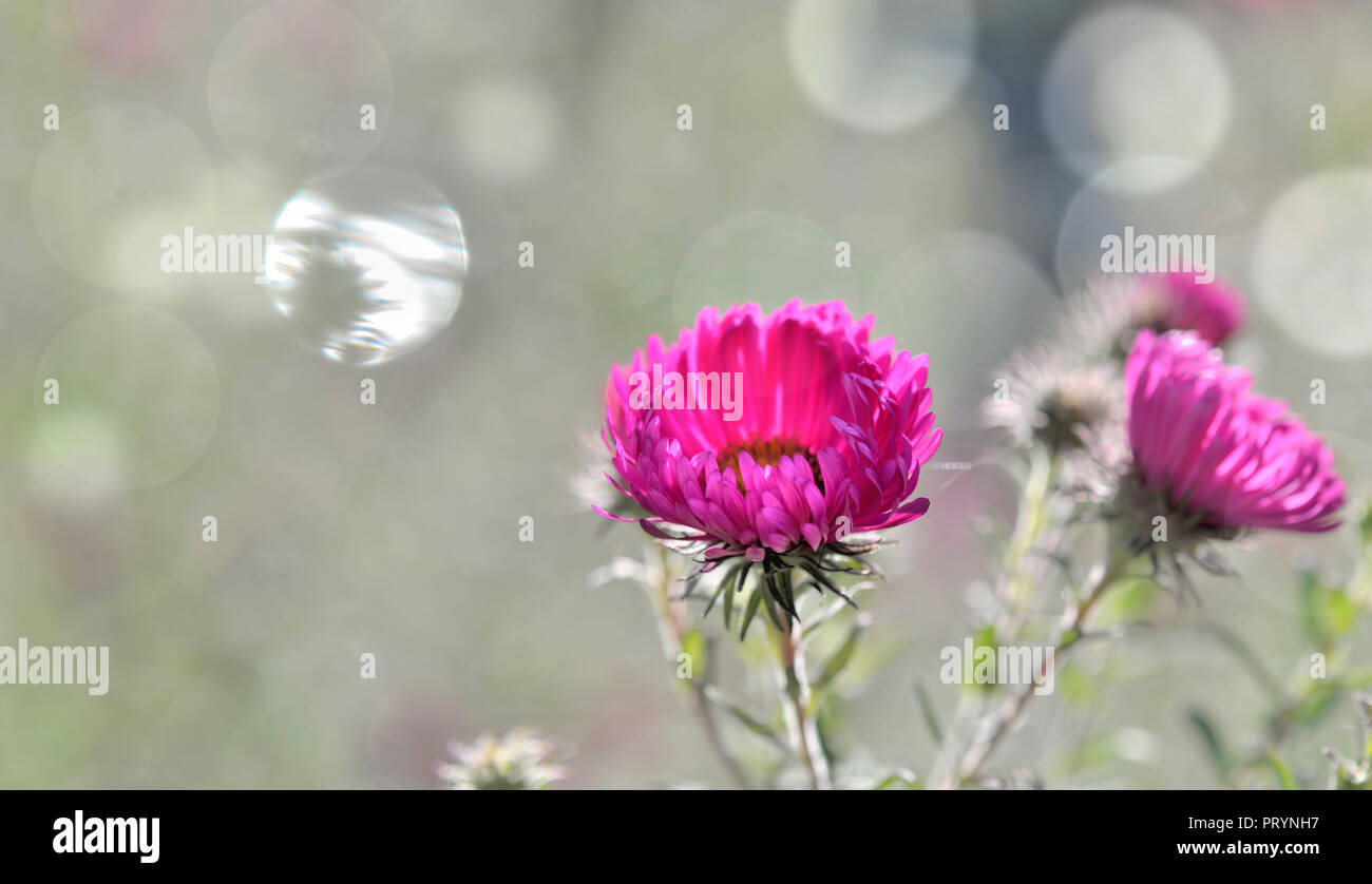 Abstract blur lights background hi-res stock photography and images - Alamy