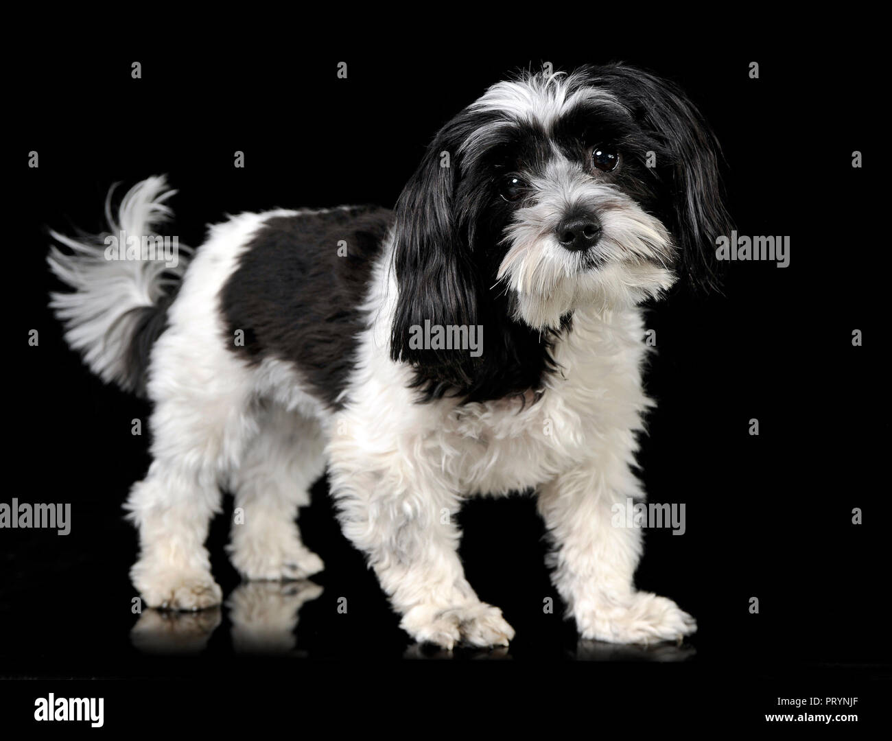 White and hotsell black havanese