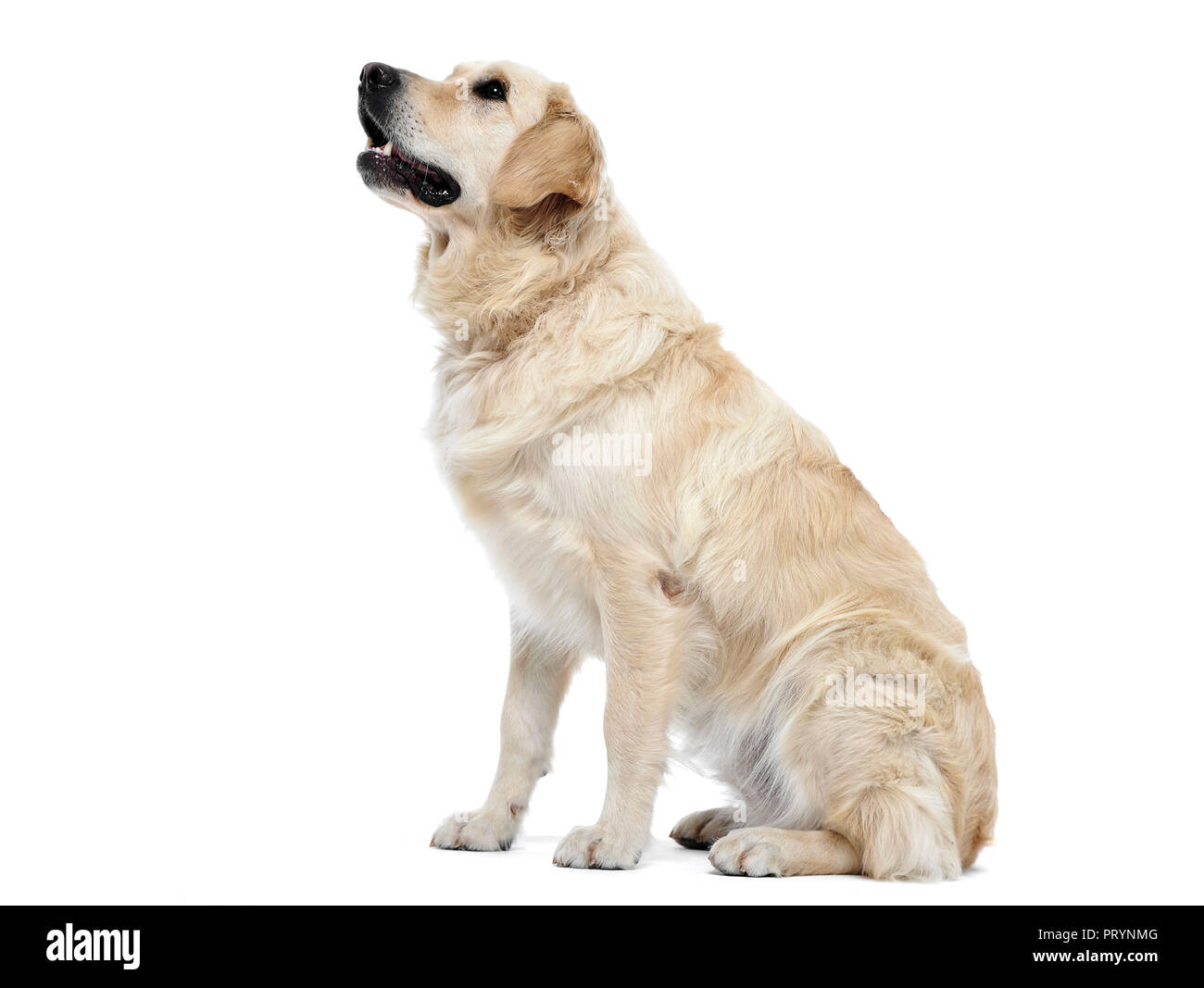 Golden retriever sitting sideways hi-res stock photography and