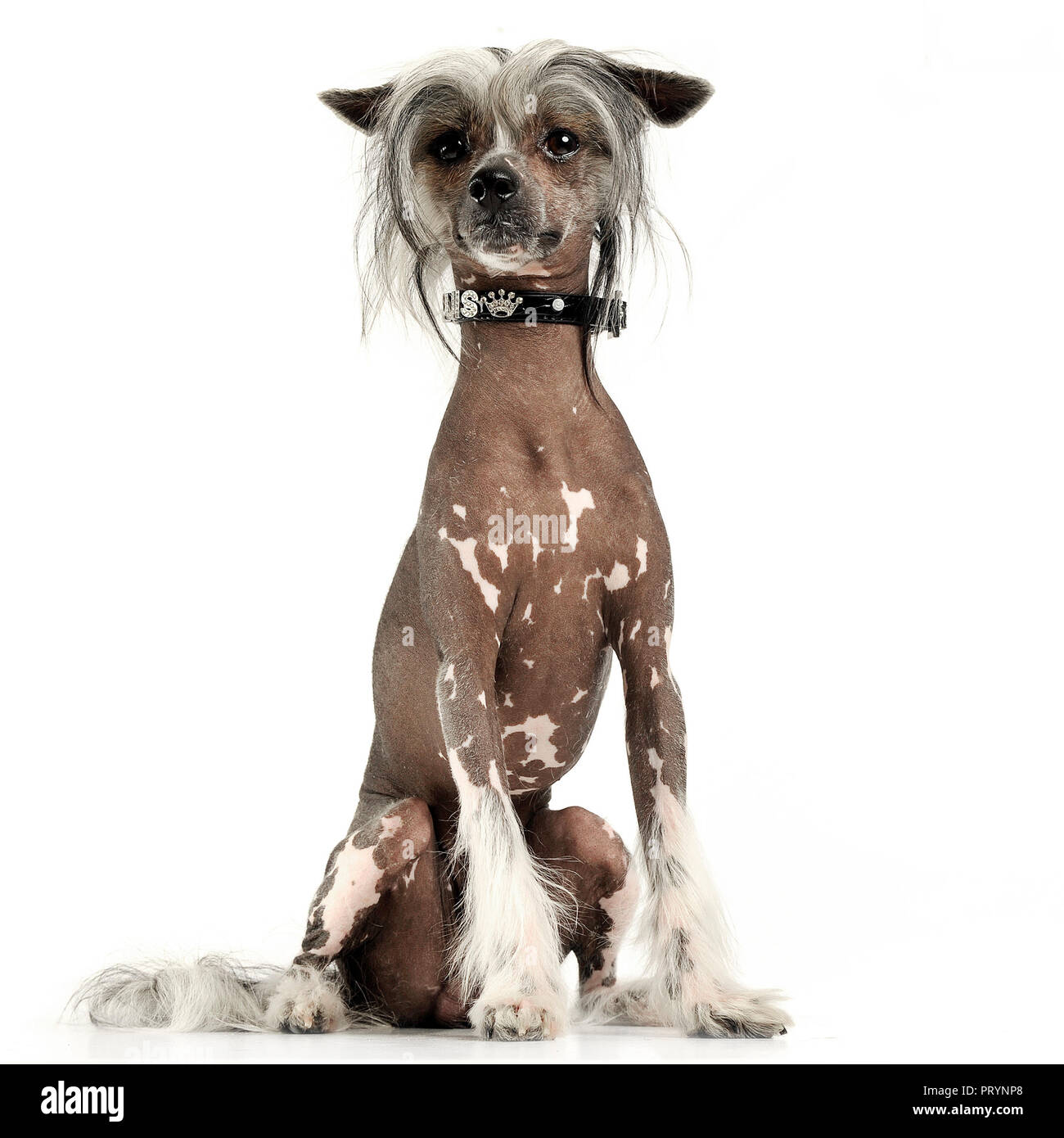 very cute chinese crested dog sitting in white background Stock ...