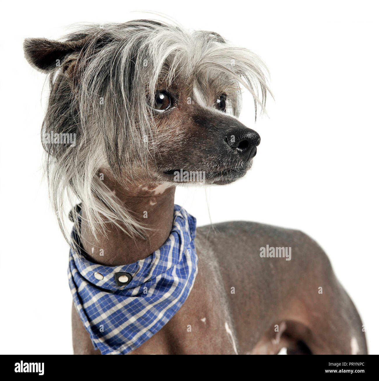very cute chinese crested dog  portrit in white background Stock Photo