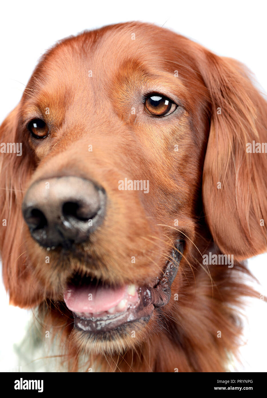 english setter portrait in a white photo studio Stock Photo - Alamy