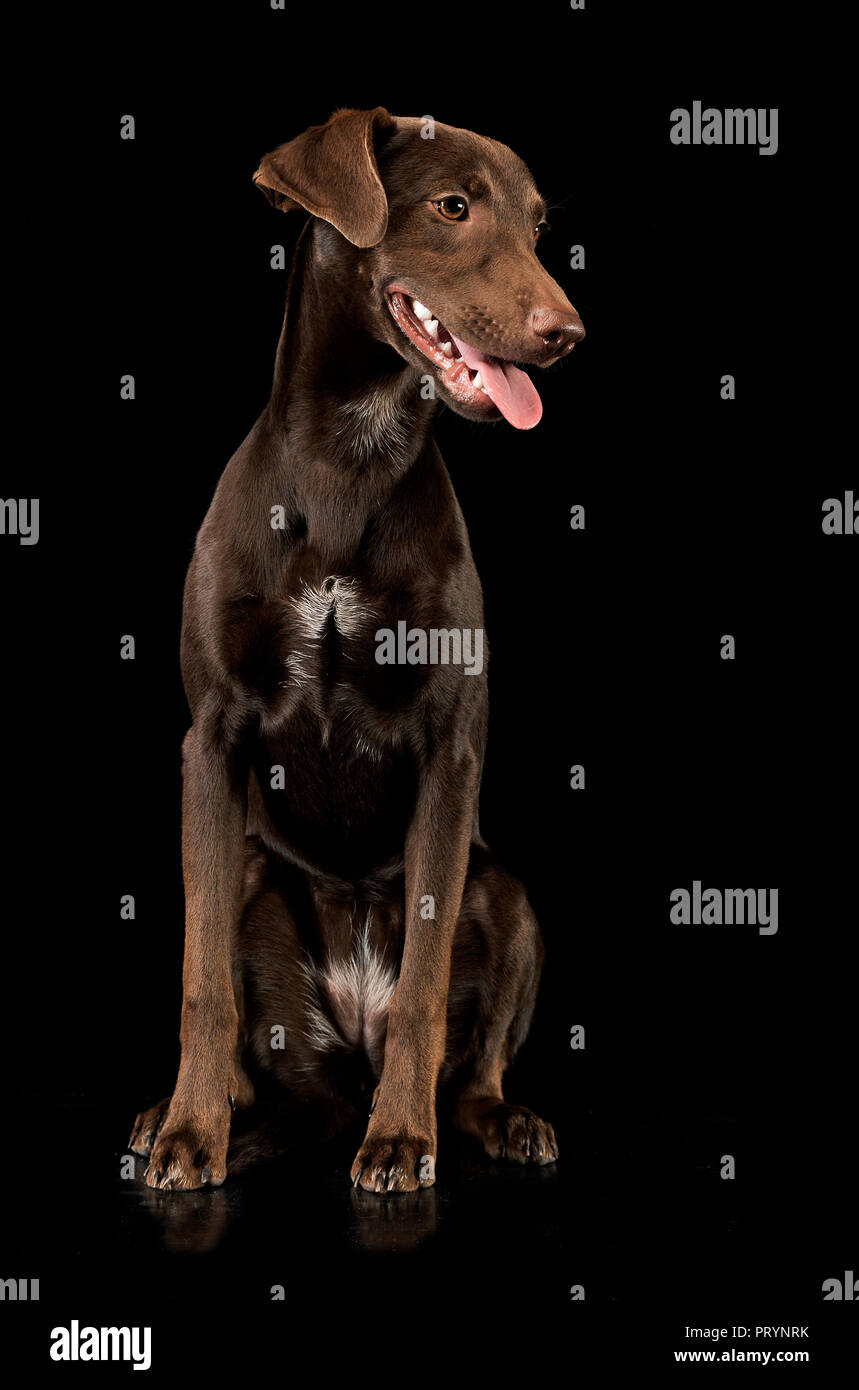 Funny ears mixed breed brown dog sitting in black studio background Stock Photo Alamy