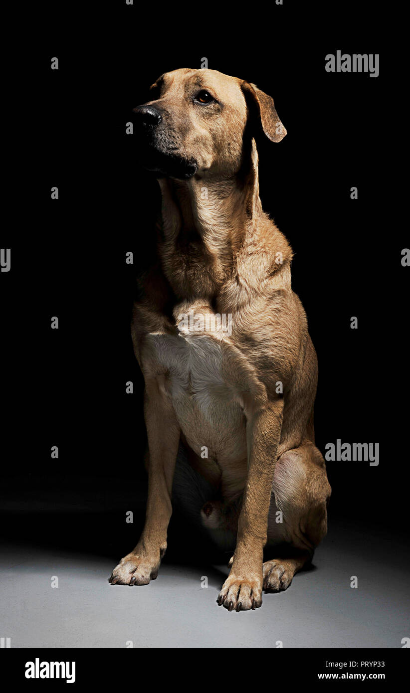 mixed breed brown dog with magic eyes sitting in black background Stock Photo Alamy